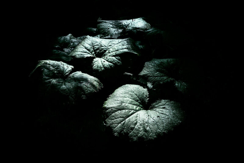 Фото природы 8