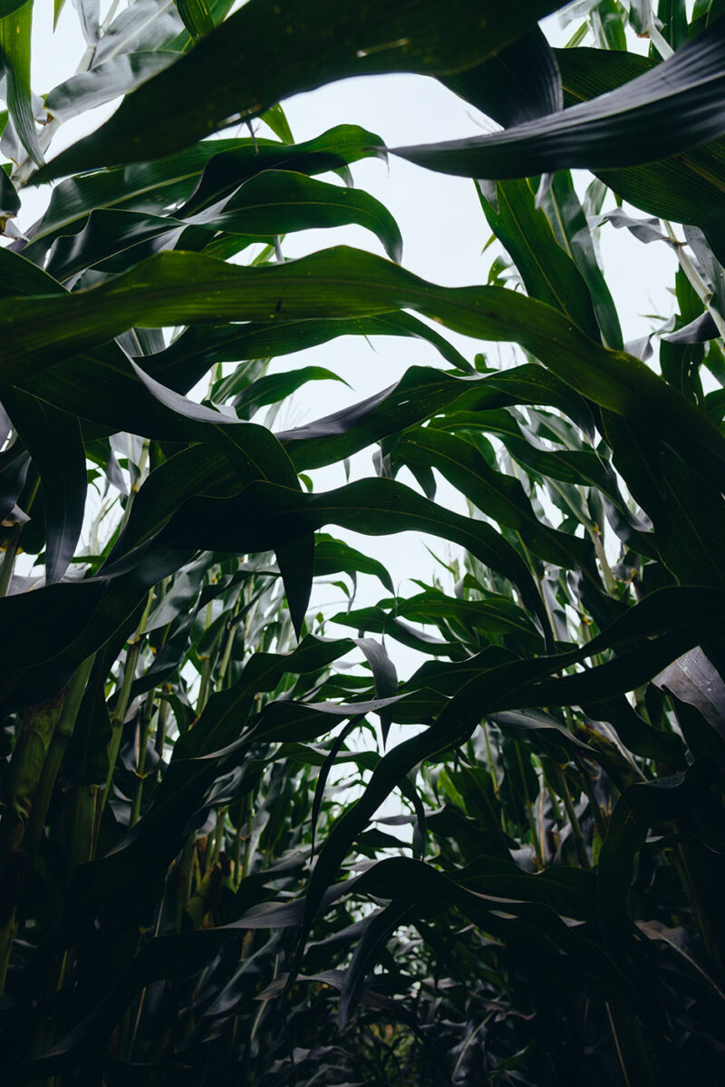 Фото природы 13