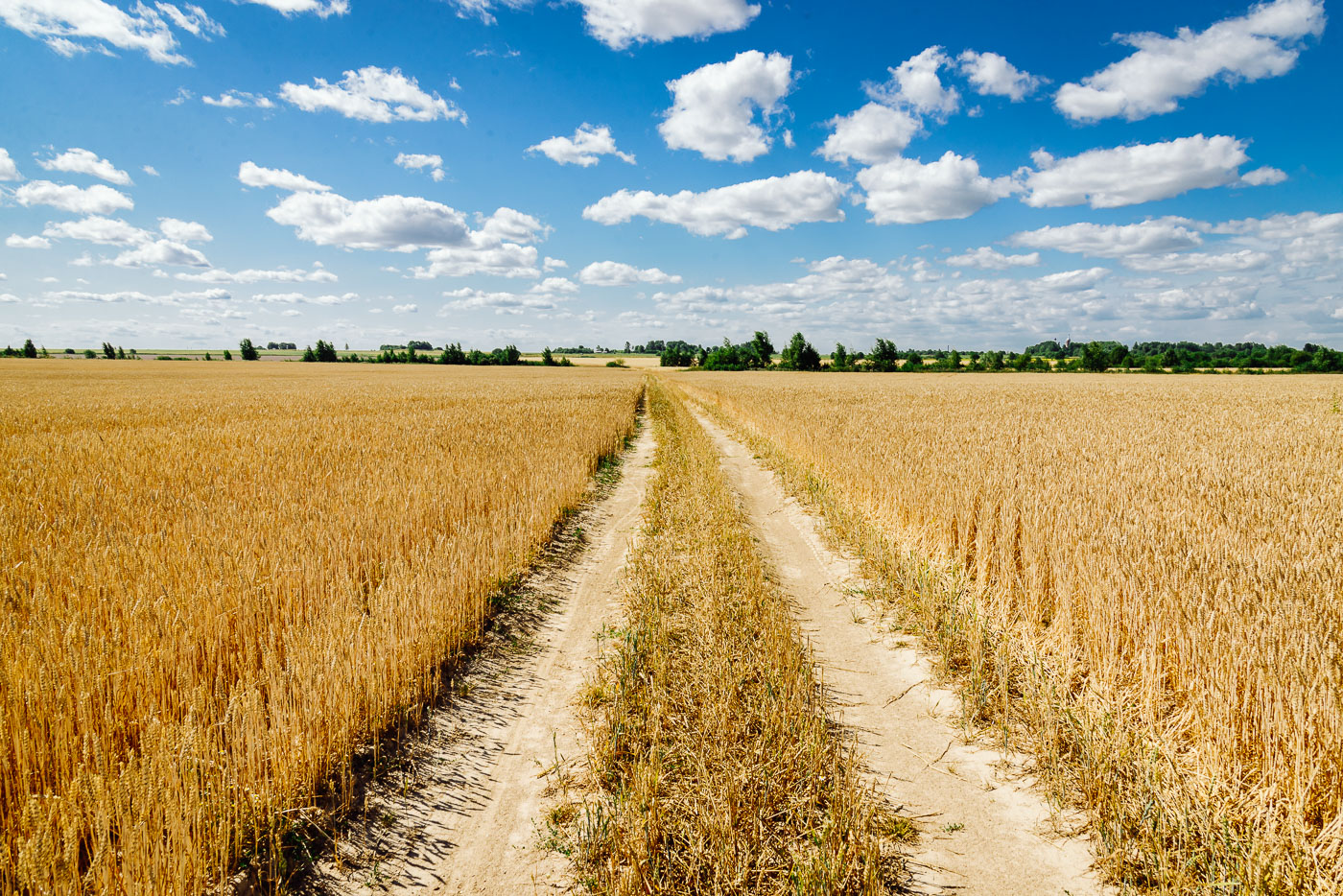 Пшеничные поля в Ярославле | dsc_0819