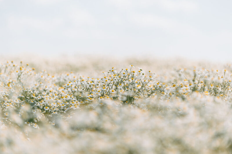 Ромашки 3 | Природа