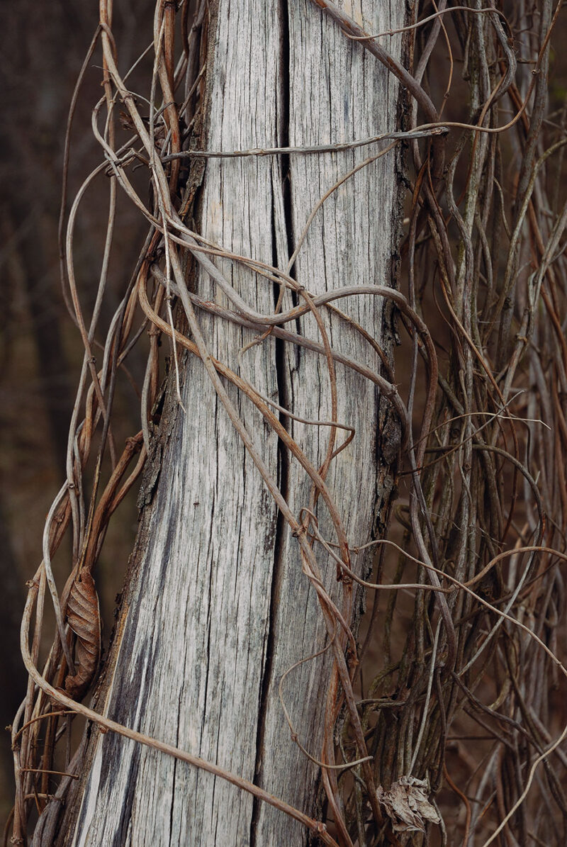 Природа | dsc_7165-1