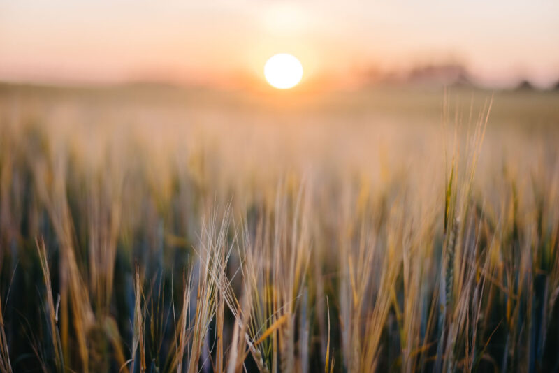 Овсяное поле на закате | Природа