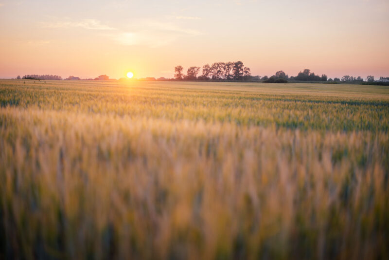 Закат на поле | Природа