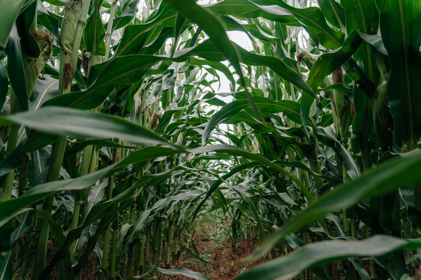 Кукурузные поля для фотосессий | dsc_6824-nef
