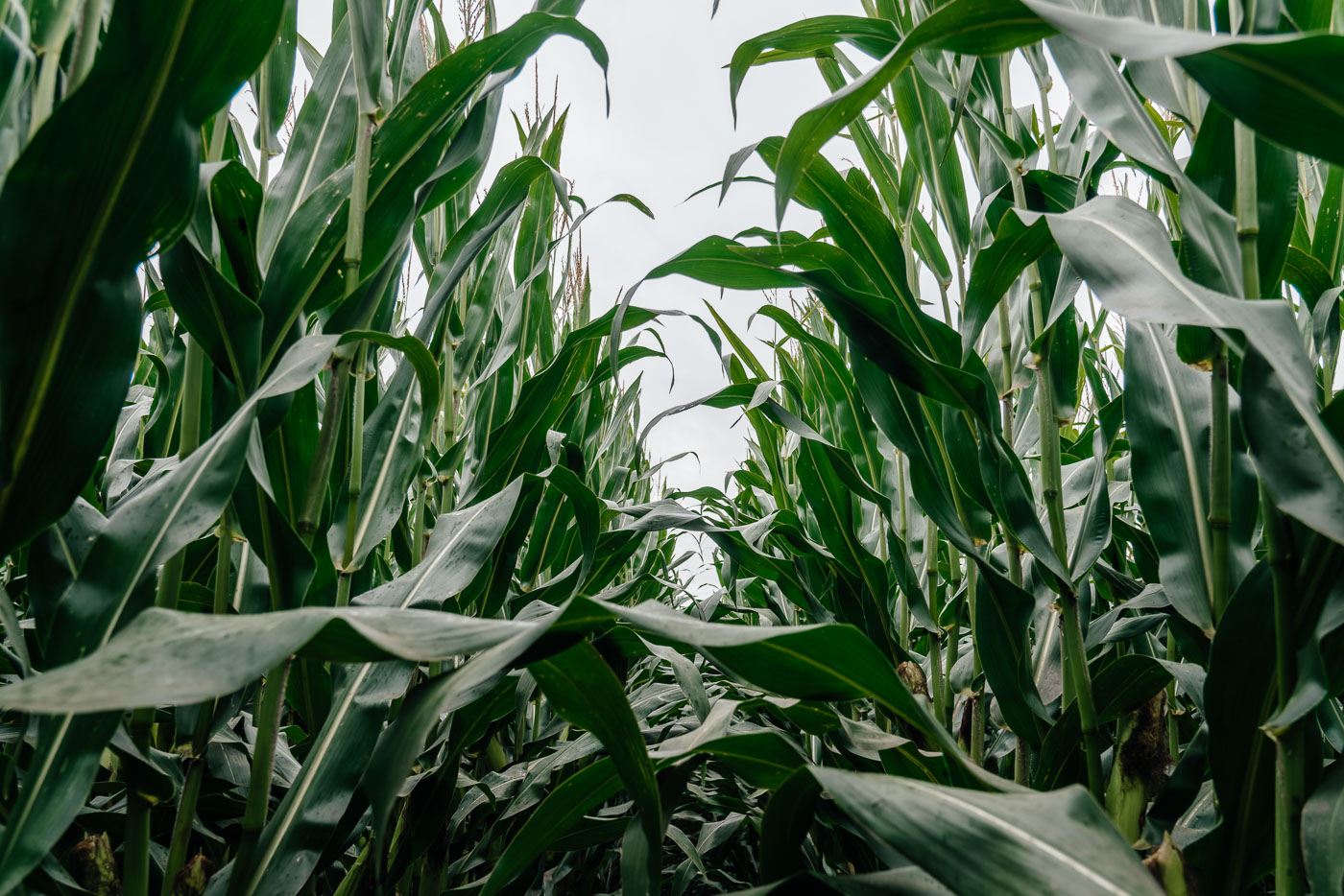 Кукурузные поля Кукурузные поля для фотосессий | dsc_6835-nef