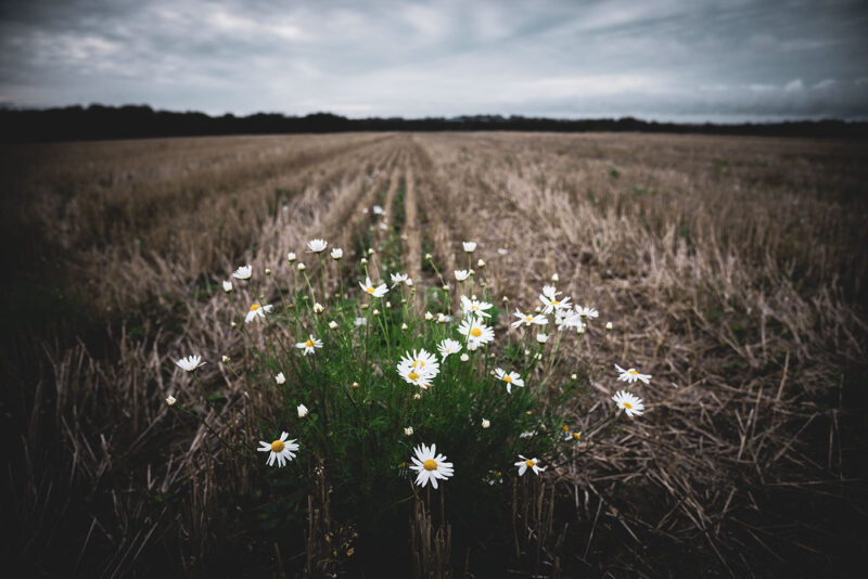 Природа | dsc_7009