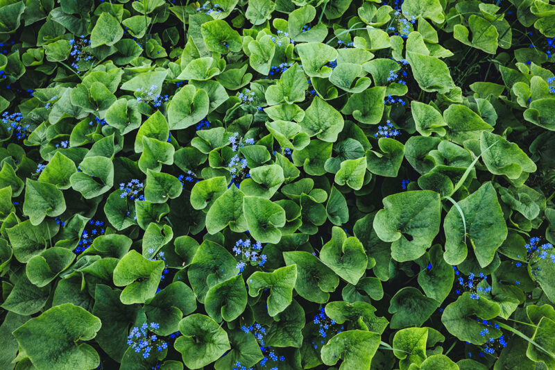 Незабудки | Природа