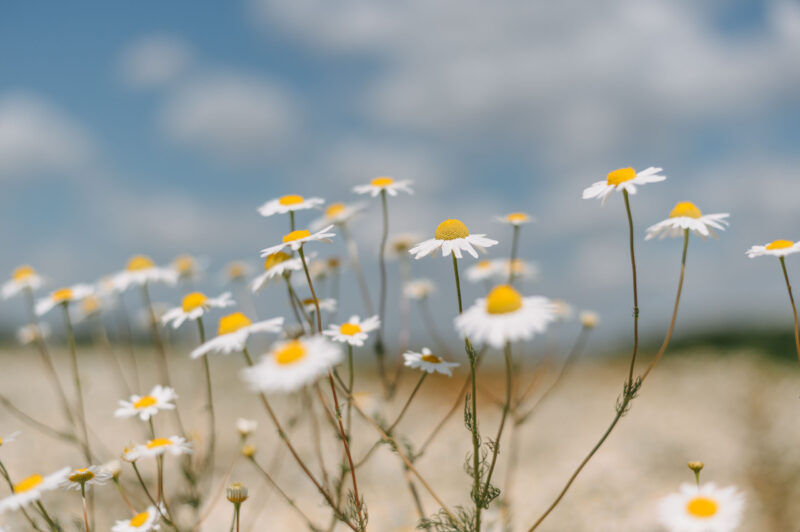Ромашки | 2