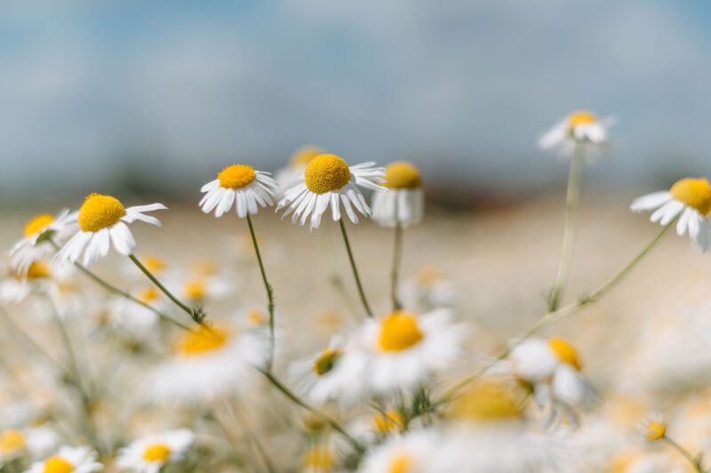 Ромашки | 3