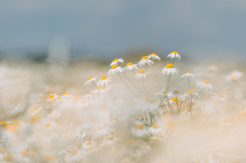 Ромашки | 4