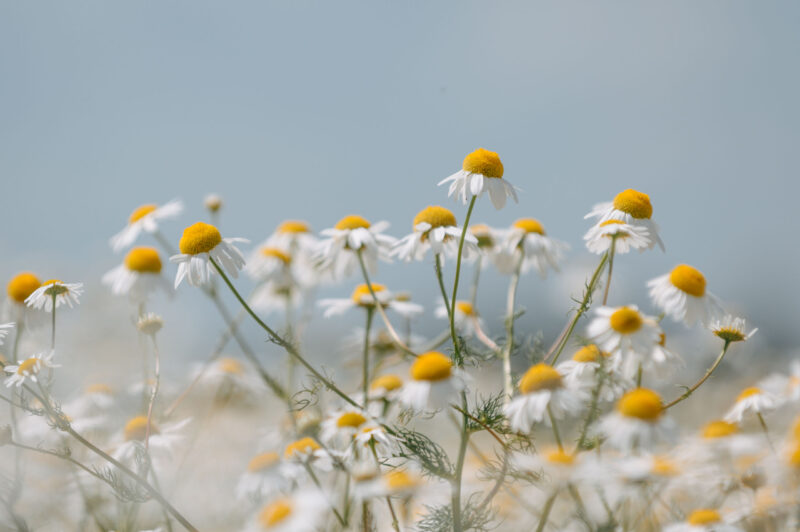 Ромашки | 7