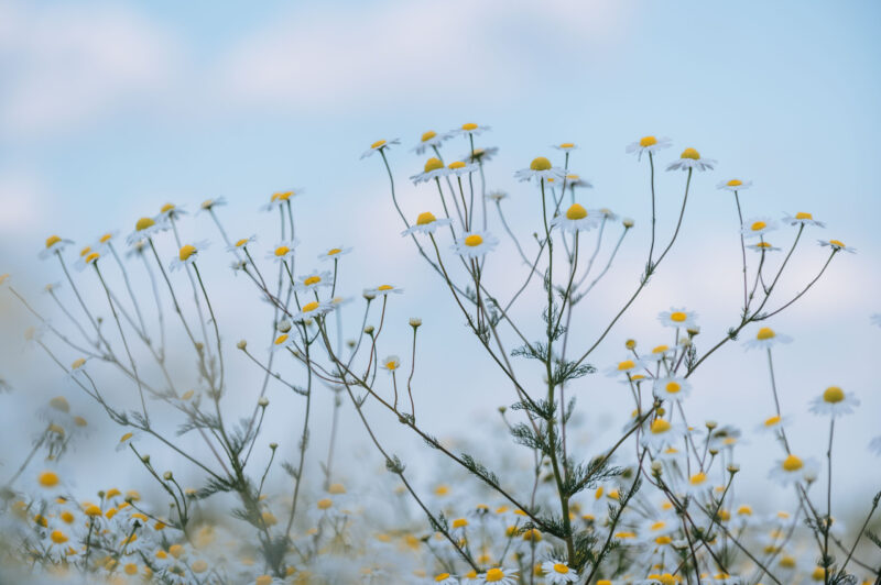 Ромашки | 8