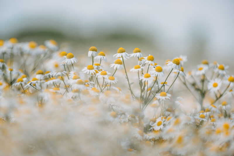 Ромашки | 10