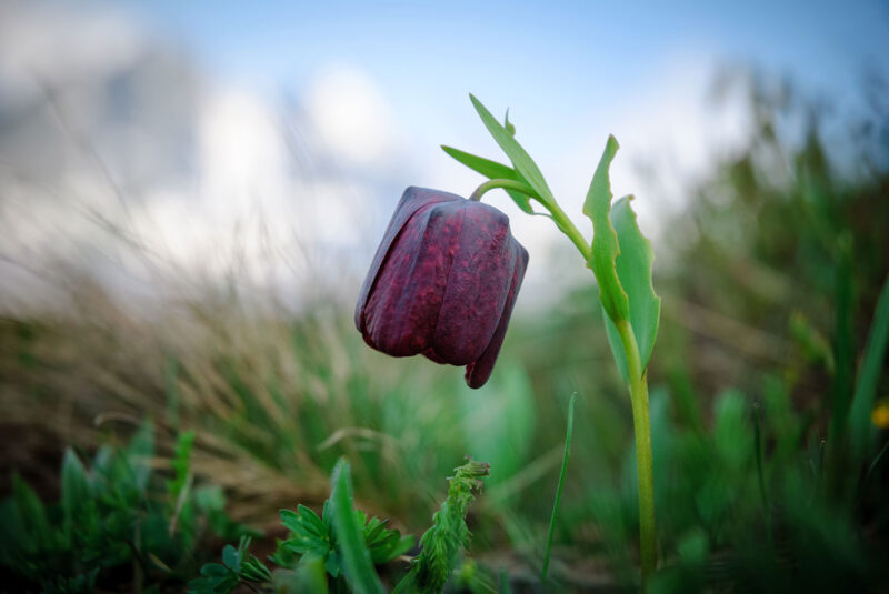 Природа | DSC_4122-1