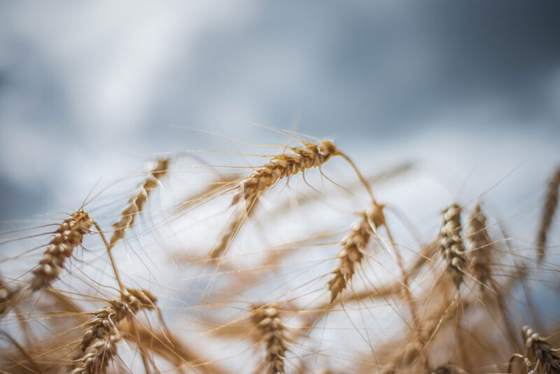 Природа | dsc_0907